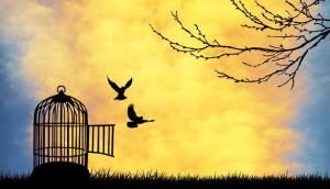 birds