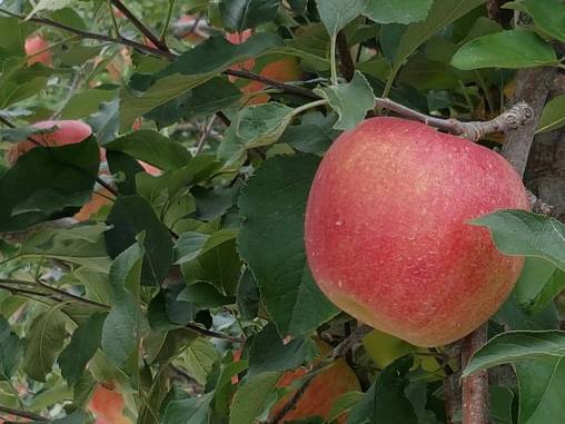 22308827_10155714833364844_4940550963316553665_n