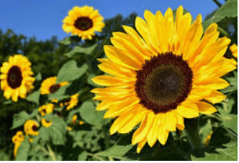 sunflowers